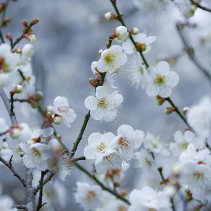 White Wintersweet Seeds