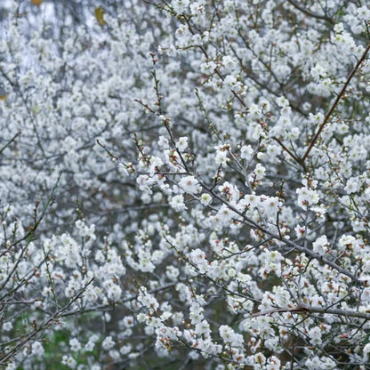 White Wintersweet Seeds