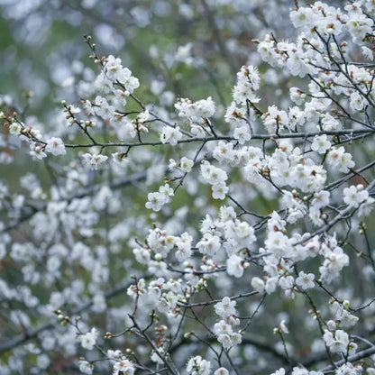 White Wintersweet Seeds