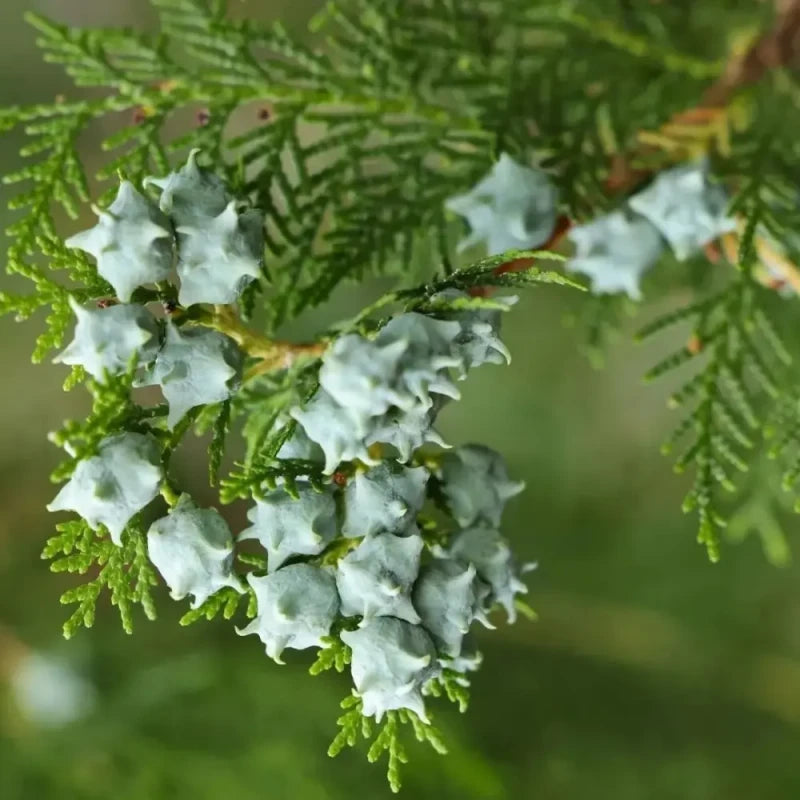 Cypress Seeds