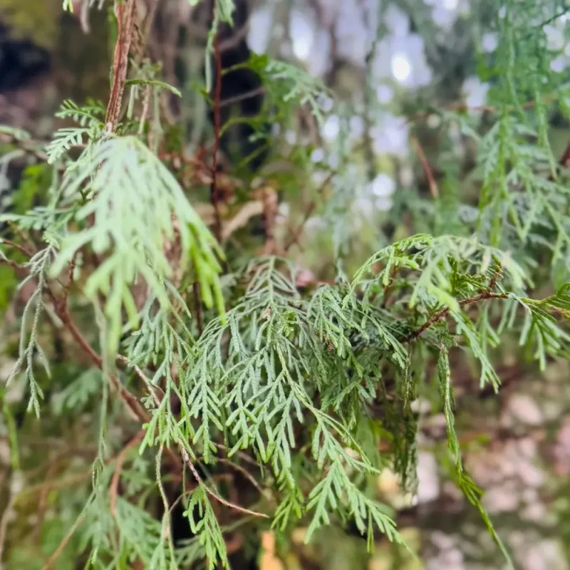 Cypress Seeds