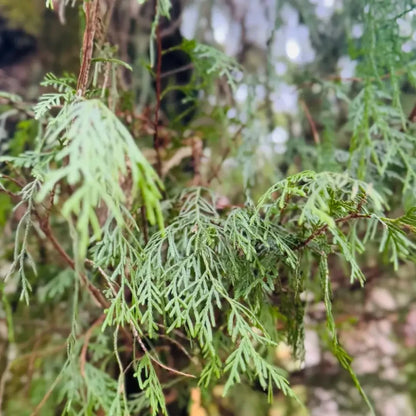 Cypress Seeds