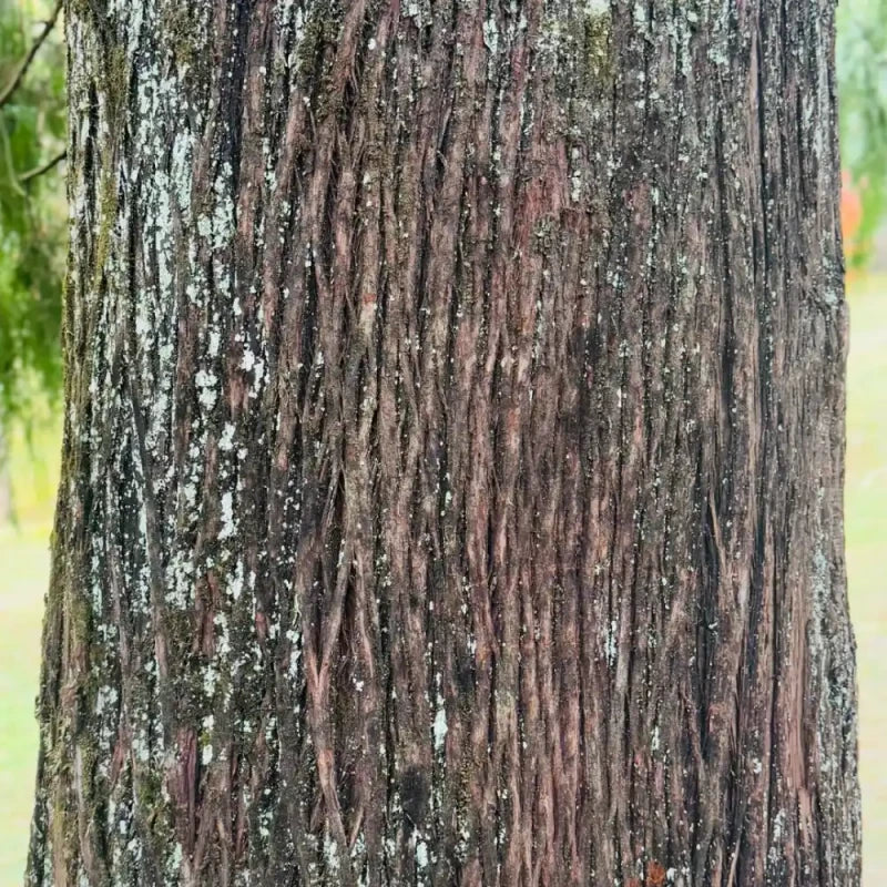 Cypress Seeds