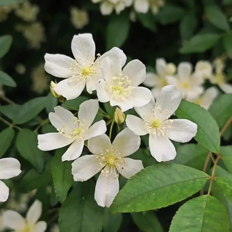 White Lady Banks' Rose Seeds