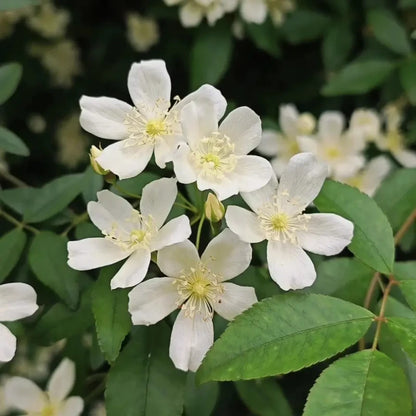 White Lady Banks' Rose Seeds