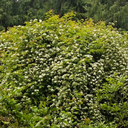 White Lady Banks' Rose Seeds