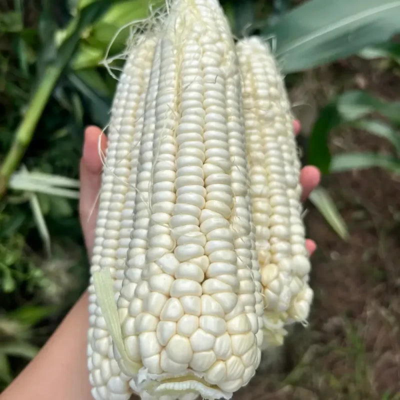 White Waxy Sweet Corn Seeds