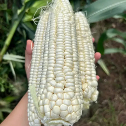 White Waxy Sweet Corn Seeds