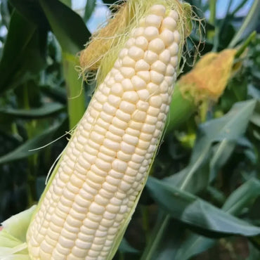 White Waxy Sweet Corn Seeds