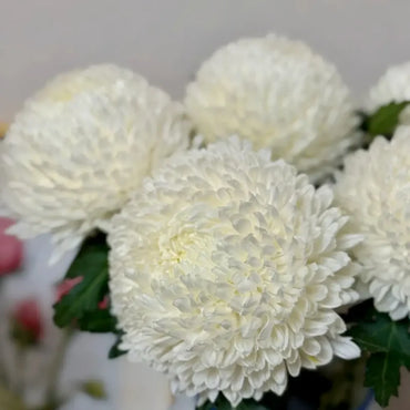 White Double Chrysanthemum Seeds