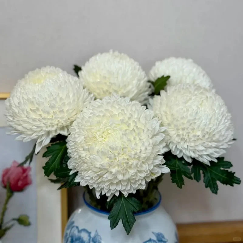 White Double Chrysanthemum Seeds