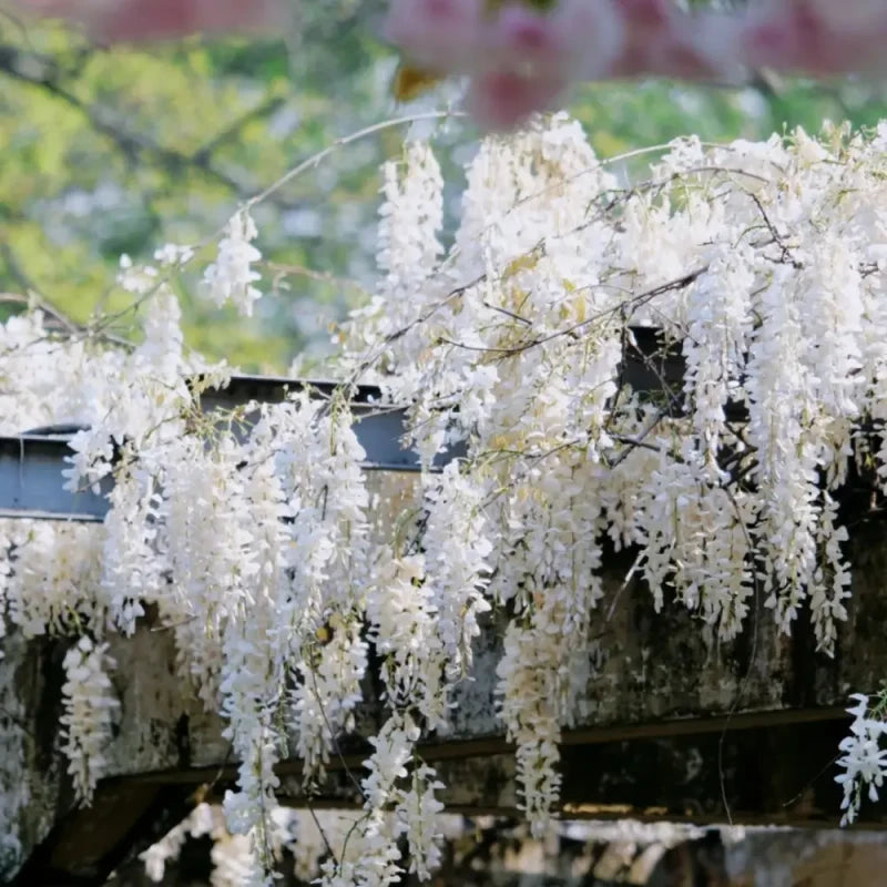 White Jade Wisteria Seeds