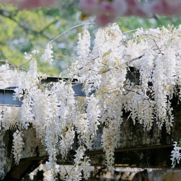 White Jade Wisteria Seeds
