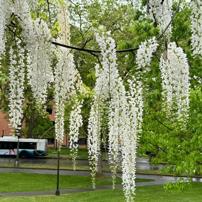 White Jade Wisteria Seeds
