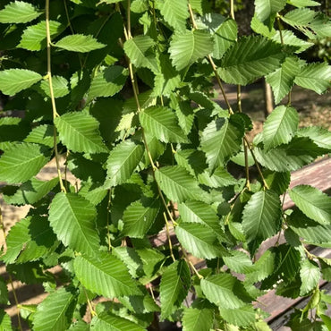 Siberian Elm Seeds