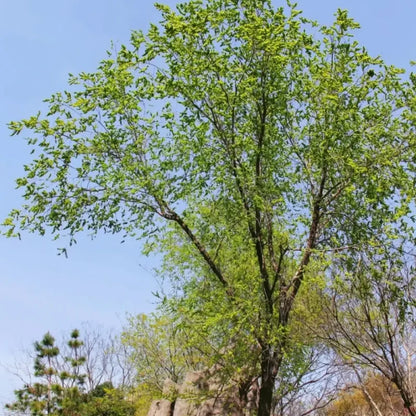 Siberian Elm Seeds