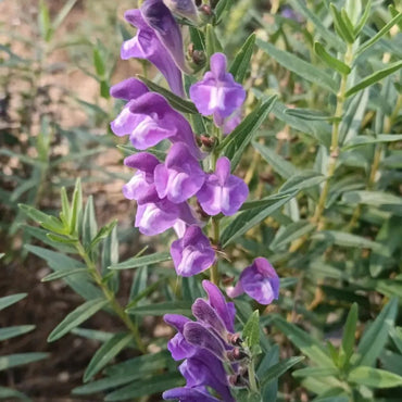Baikal Skullcap Seeds - Verdseeds