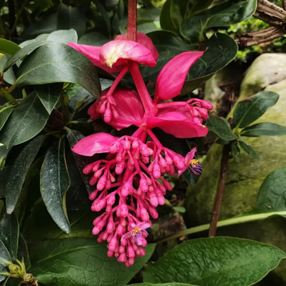 Pink Medinilla Seeds
