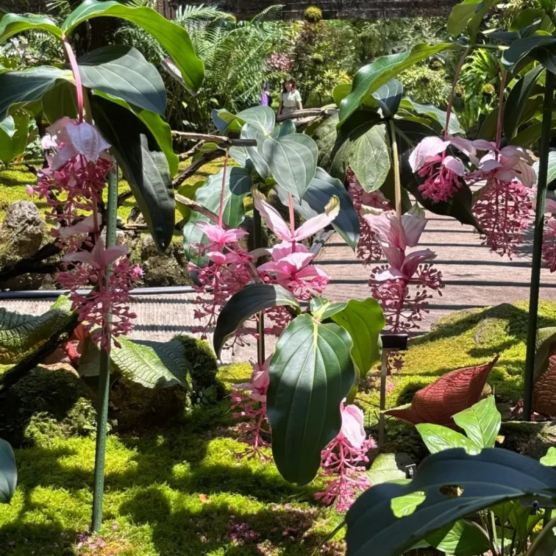 Pink Medinilla Seeds