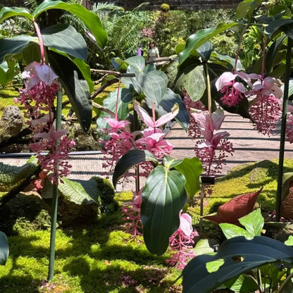 Pink Medinilla Seeds