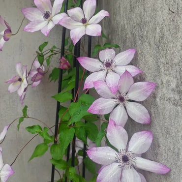 Beautiful Memories Clematis Seeds - Verdseeds
