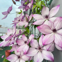 Beautiful Memories Clematis Seeds - Verdseeds