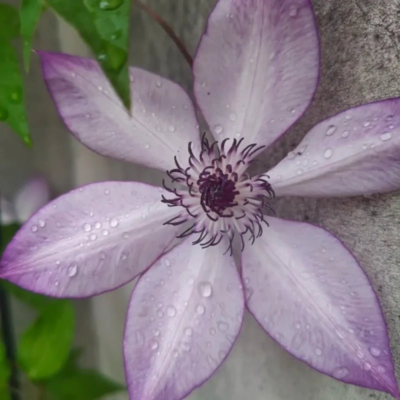 Beautiful Memories Clematis Seeds - Verdseeds