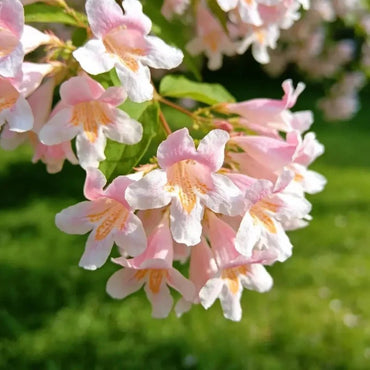 Beauty Bush Seeds - Verdseeds