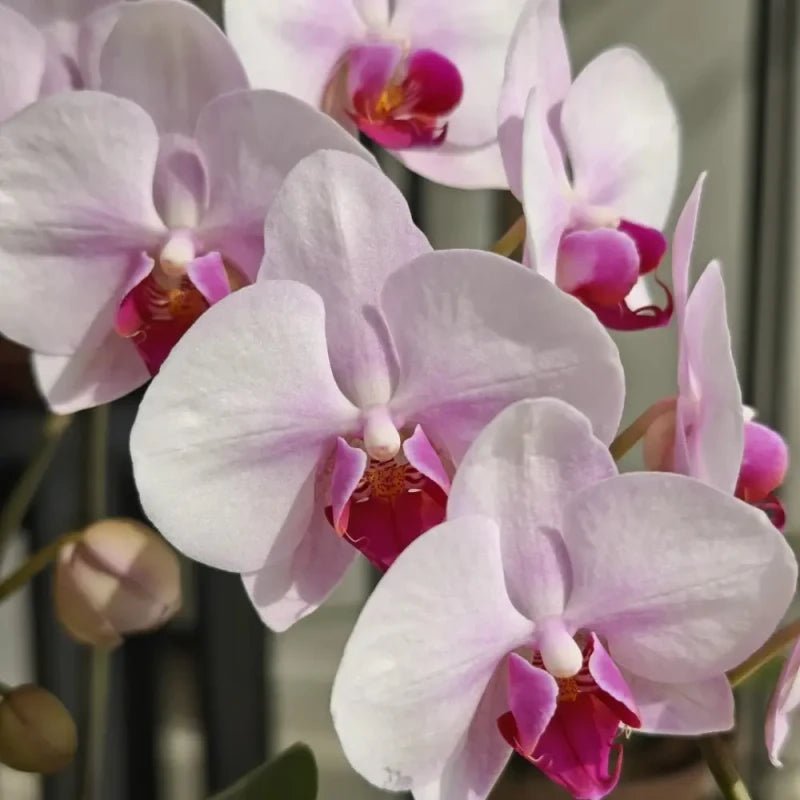 Beauty Face Moth Orchid Seeds - Verdseeds