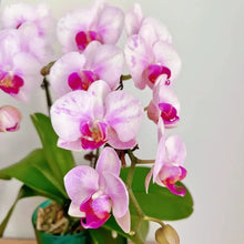 Beauty Face Moth Orchid Seeds - Verdseeds