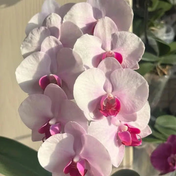 Moth Orchids