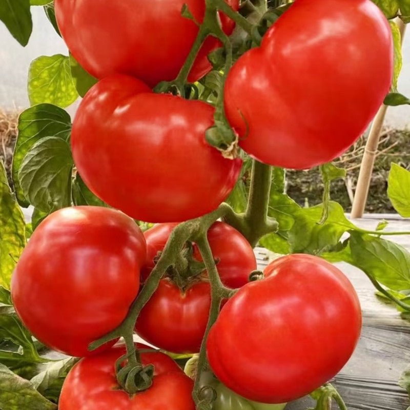 Beefsteak Tomato Seeds - Verdseeds