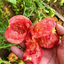 Beefsteak Tomato Seeds - Verdseeds