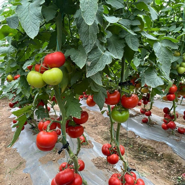 Beefsteak Tomato Seeds - Verdseeds