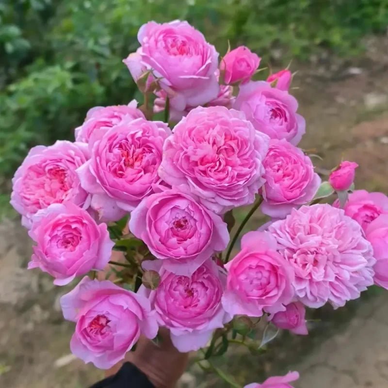 Bell Fairy Garden Rose Seeds - Verdseeds