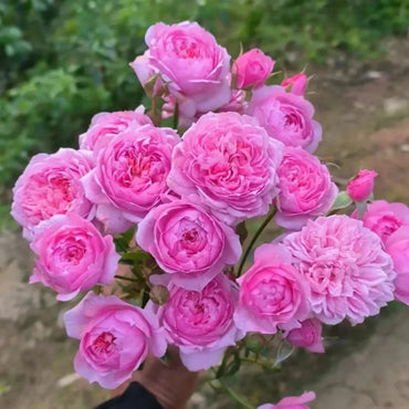 Bell Fairy Garden Rose Seeds - Verdseeds
