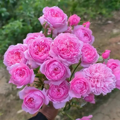 Bell Fairy Garden Rose Seeds - Verdseeds