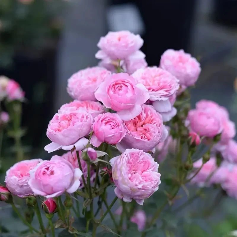 Bell Fairy Garden Rose Seeds - Verdseeds