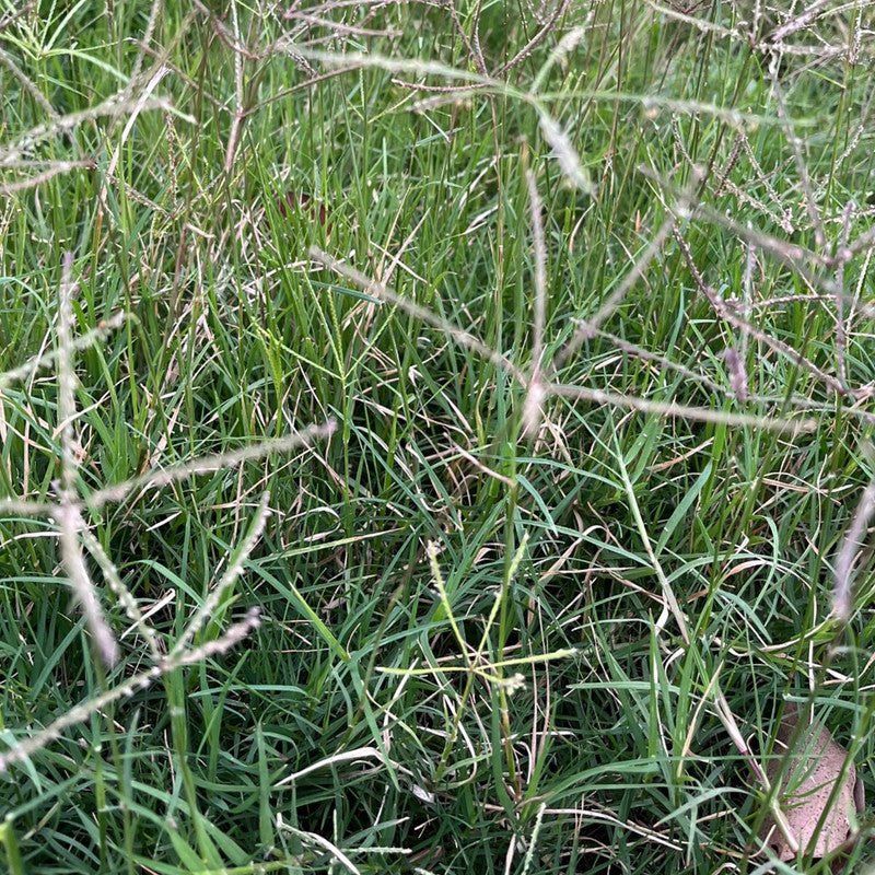 Bermuda Grass Seeds - Verdseeds