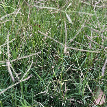 Bermuda Grass Seeds - Verdseeds