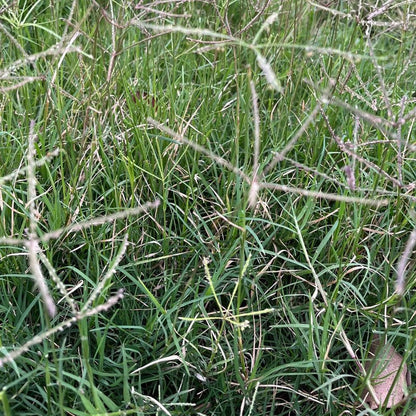 Bermuda Grass Seeds - Verdseeds