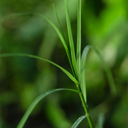 Bermuda Grass Seeds - Verdseeds