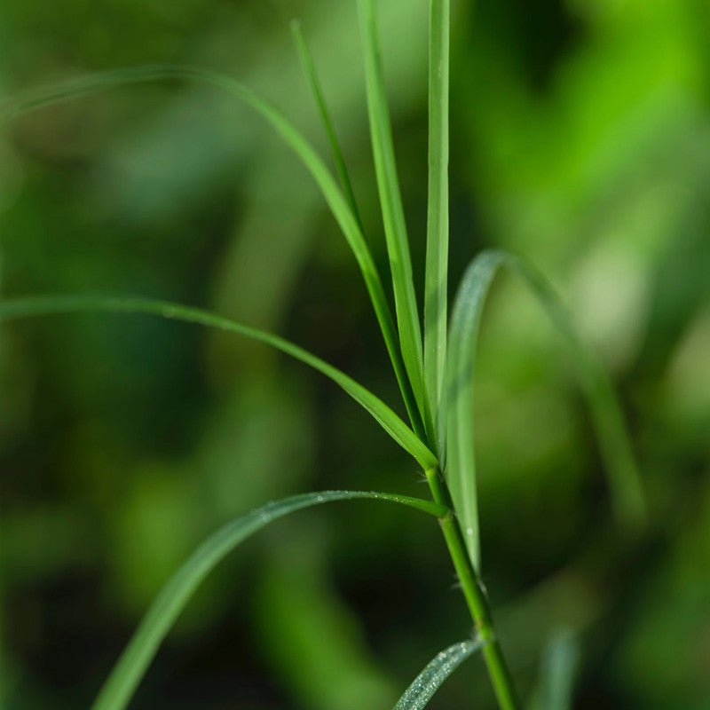 Bermuda Grass Seeds