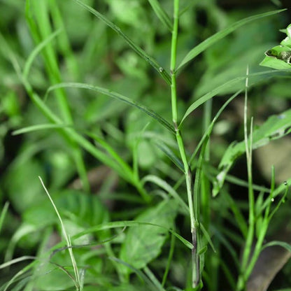 Bermuda Grass Seeds - Verdseeds