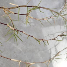 Bermuda Grass Seeds - Verdseeds