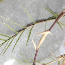 Bermuda Grass Seeds - Verdseeds