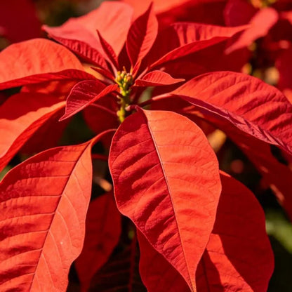 Big Red Leaf Viewing Joseph's Coat Seeds - Verdseeds