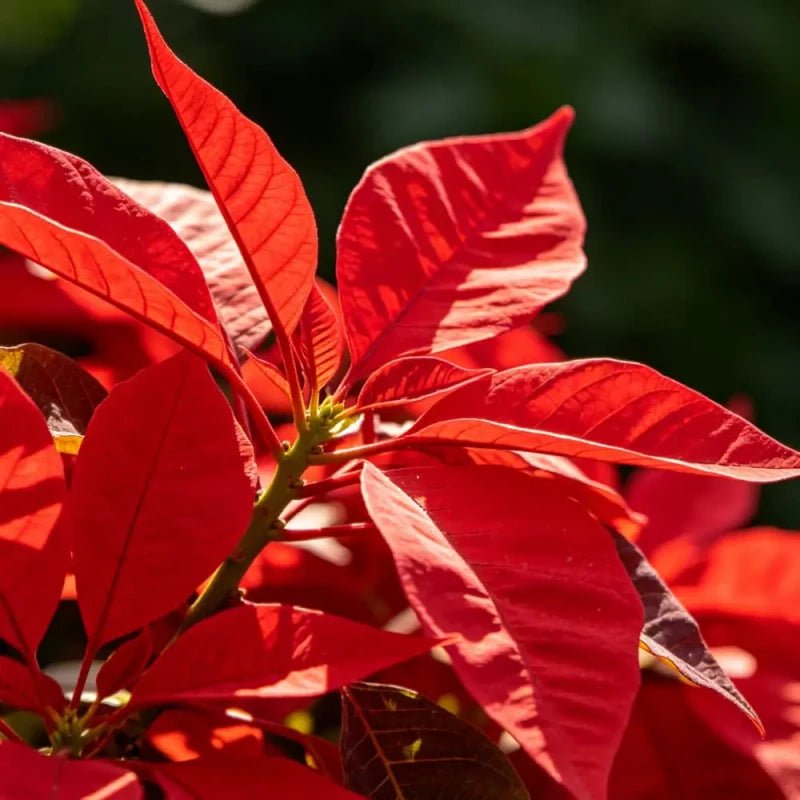 Big Red Leaf Viewing Joseph's Coat Seeds - Verdseeds