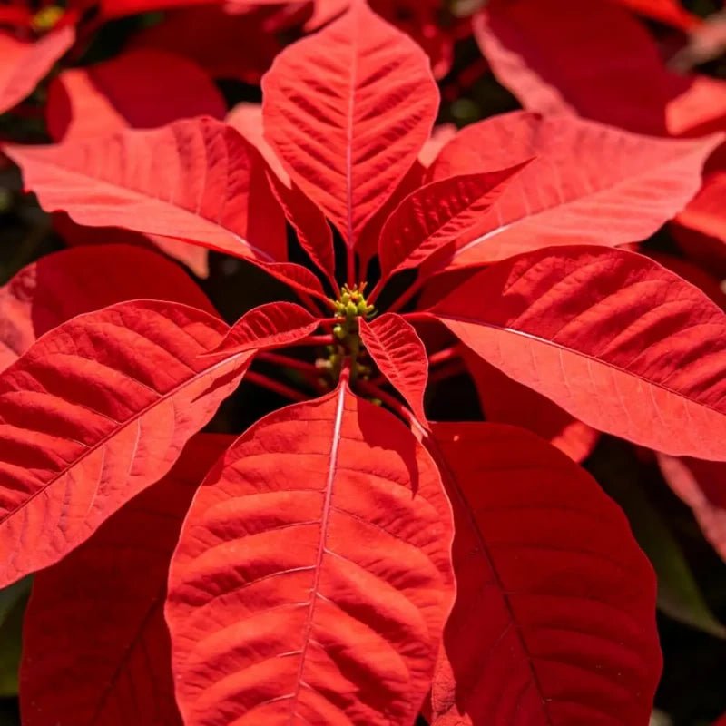 Big Red Leaf Viewing Joseph's Coat Seeds - Verdseeds