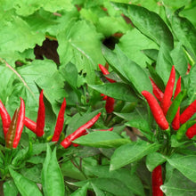 Bird’s Eye Chili Seeds - Verdseeds